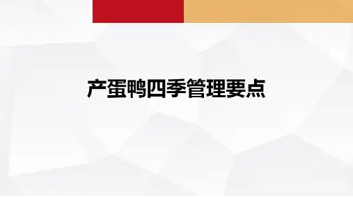产蛋鸭四季管理要点课件(共15张PPT)《禽生产》