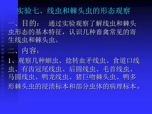 实验七、线虫形态观察(综合)