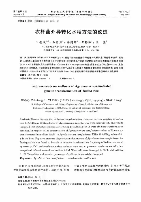 农杆菌介导转化水稻方法的改进