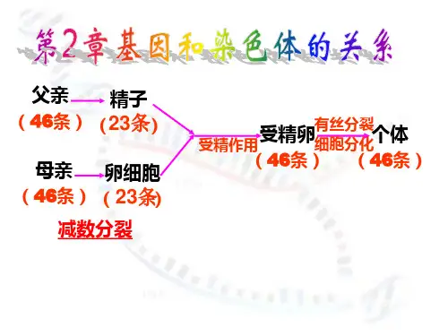 高中生物减数分裂和受精作用课件人教版必修二