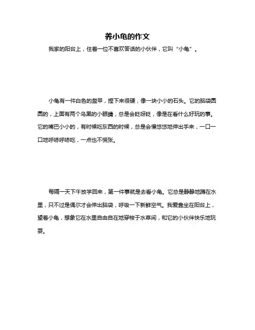 养小龟的作文