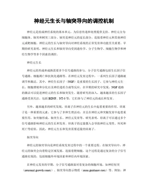 神经元生长与轴突导向的调控机制