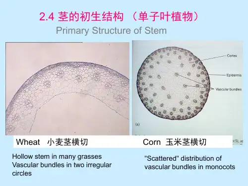 茎的初生结构 (单子叶植物)PPT课件