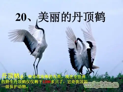 二上美丽的丹顶鹤