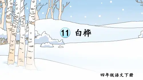 部编版小学四年级语文下册第11课《白桦》精美课件