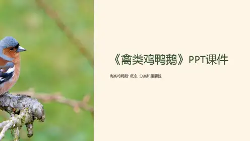《禽类鸡鸭鹅》课件