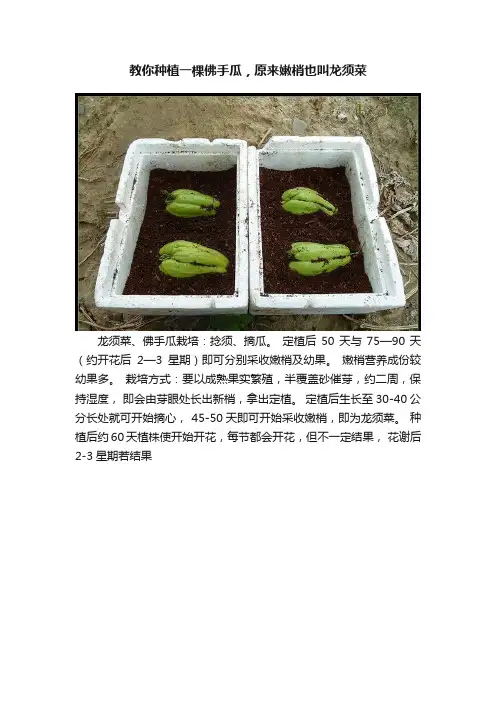 教你种植一棵佛手瓜，原来嫩梢也叫龙须菜