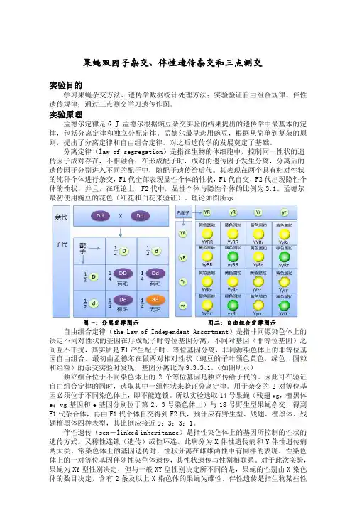 果蝇杂交
