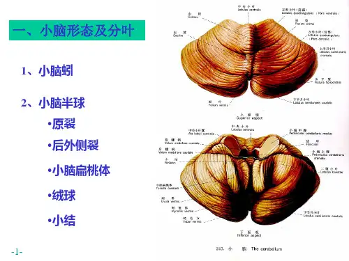 系统解剖学——小脑间脑端脑_PPT幻灯片
