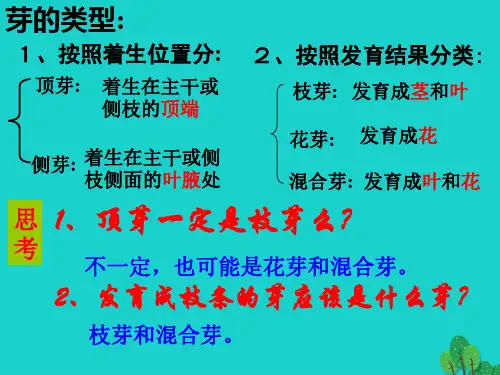 八年级生物上册 第四单元 第一章 第六节 芽的类型和发育 芽的类型课件 (新版)济南版