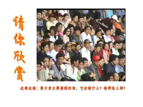 海豚救人课件(3套)