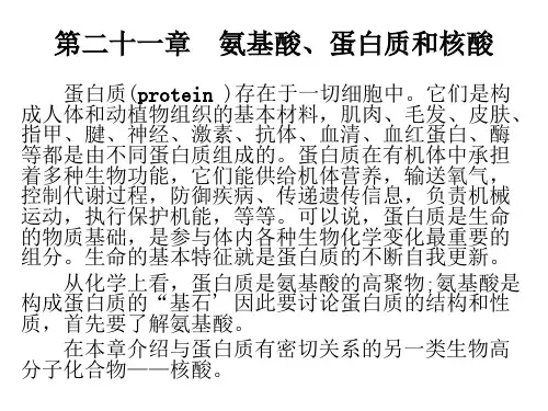 有机化学 第二十一章  氨基酸、蛋白质和核酸