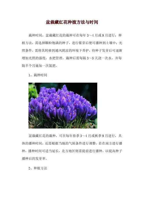 盆栽藏红花种植方法与时间