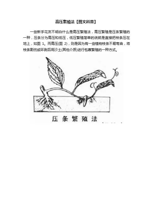 高压繁殖法【图文科普】