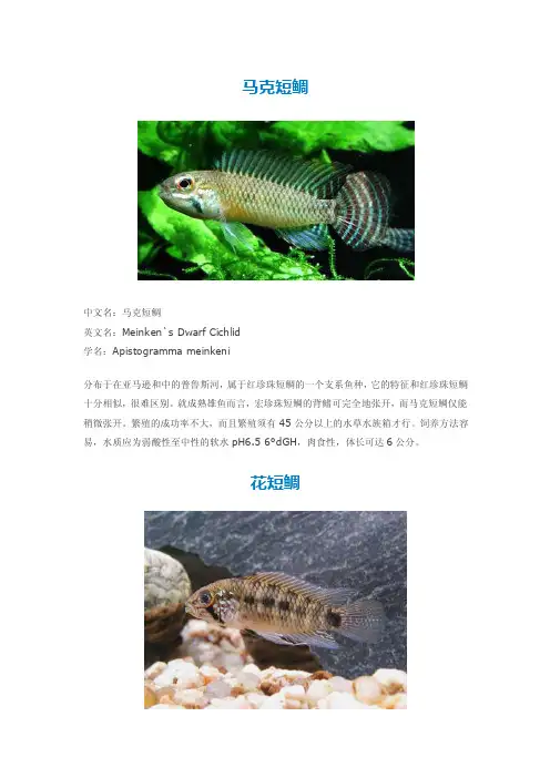 短鲷选择以及几个品种介绍