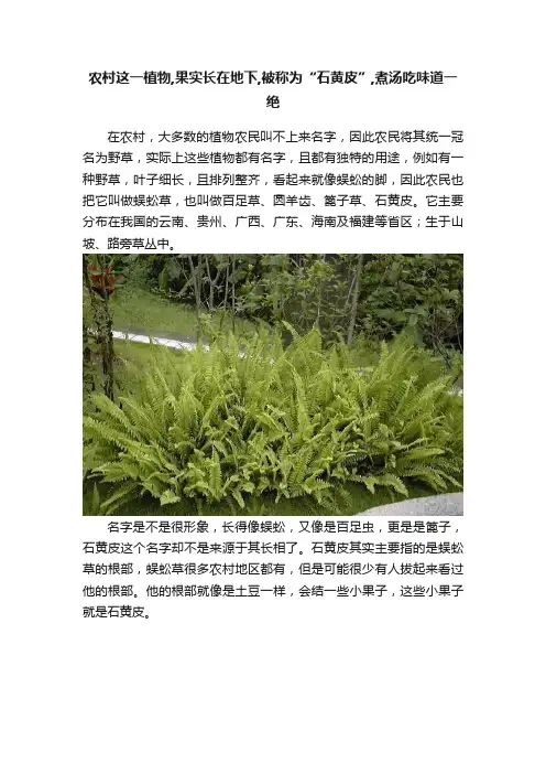 农村这一植物,果实长在地下,被称为“石黄皮”,煮汤吃味道一绝