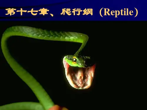 第十七章、爬行纲