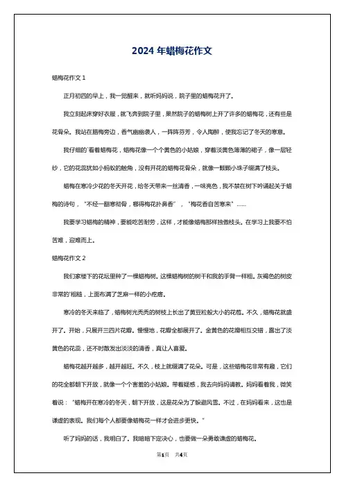 2024年蜡梅花作文