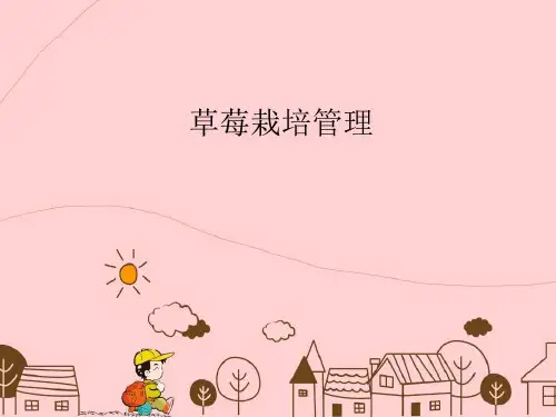 草莓栽培管理