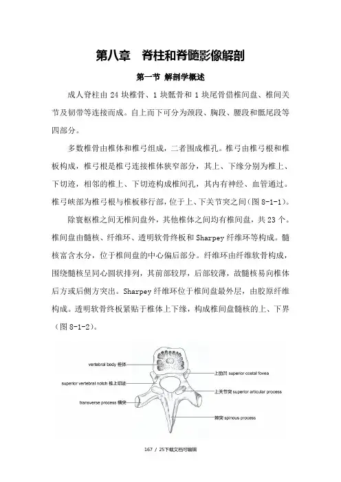 脊柱和脊髓影像解剖