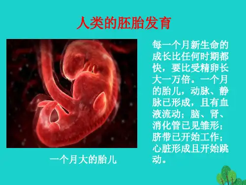 八年级生物上册 第四单元 第三章 第一节 婴儿的诞生 人类的胚胎发育课件 (新版)济南版