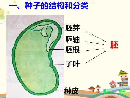 植物的一生完整版课件