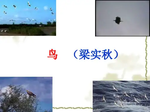 《鸟》梁实秋课件精选教学PPT