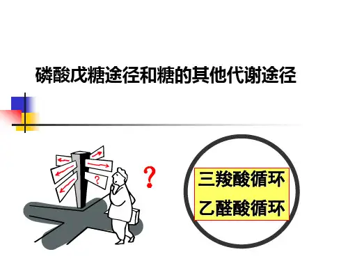 磷酸戊糖途径