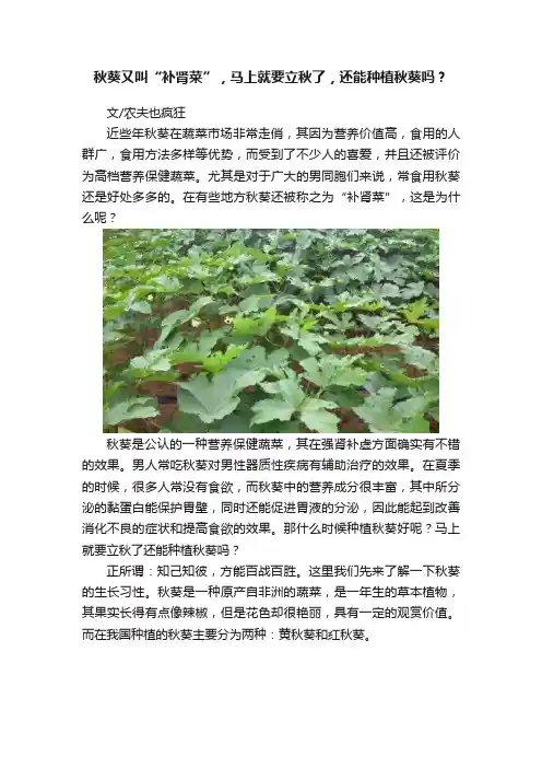 秋葵又叫“补肾菜”，马上就要立秋了，还能种植秋葵吗？