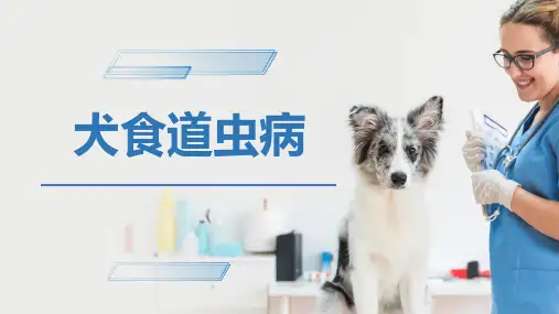 犬猫的寄生虫病(犬食道虫病)-宠物医生课件