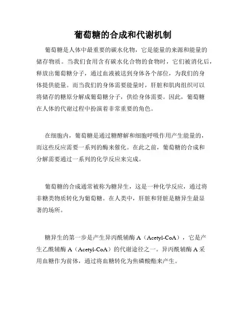 葡萄糖的合成和代谢机制