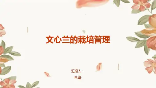 文心兰的栽培管理