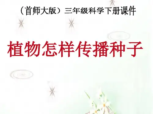 三年级下 - 12. 植物怎样传播种子 首师大版ppt完美课件( 13张ppt)