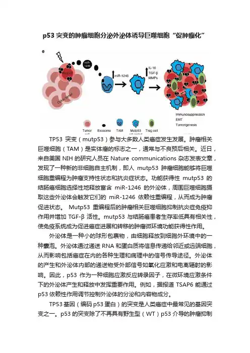 p53突变的肿瘤细胞分泌外泌体诱导巨噬细胞“促肿瘤化”
