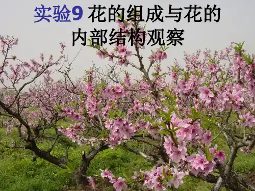 实验九.花的组成和花的内部结构观察