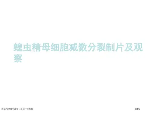 蝗虫精母细胞减数分裂制片及观察