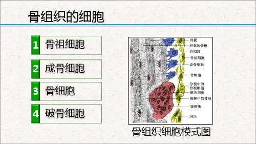 4.5.15.1.1骨组织的细胞组织学与胚胎学