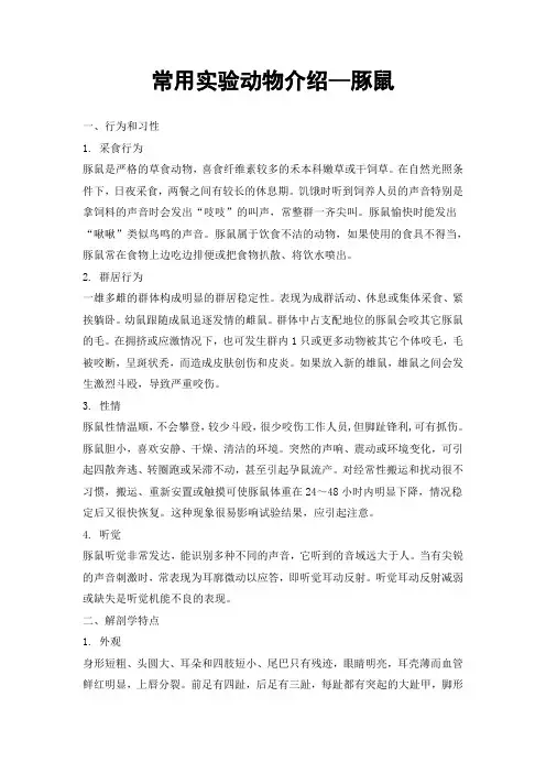 常用实验动物介绍—豚鼠
