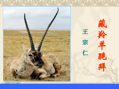 藏羚羊跪拜PPT课件