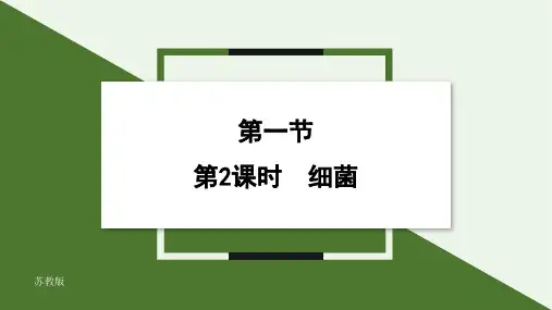 2.5.1 第2课时 细菌(19张PPT )  课件 2024-2025学年生物苏教版七年级上册93