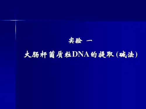 实验一 质粒提取