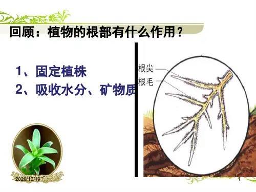 粤教版五年级科学上册 3水分在茎里的运输PPT优选课件