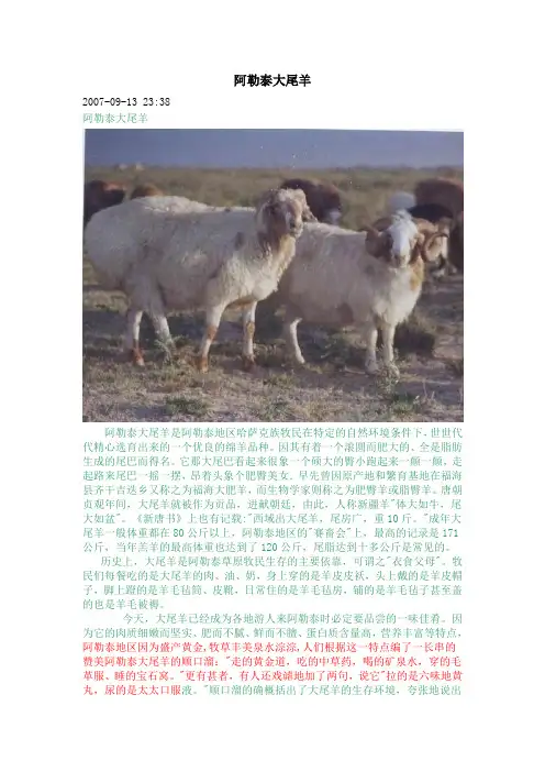 阿勒泰大尾羊
