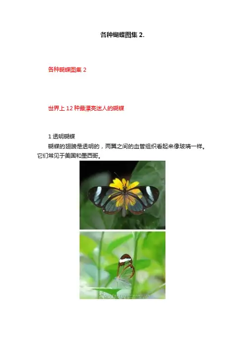 各种蝴蝶图集2.