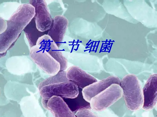 人教版八年级生物上册第四章第二节《细菌》PPT教学课件
