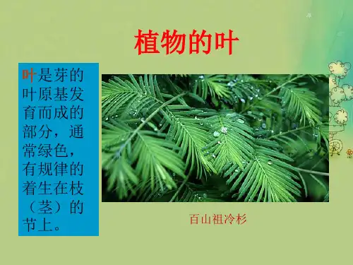 叶的形态特征