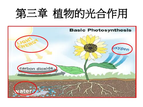 第三章  植物的光合作用