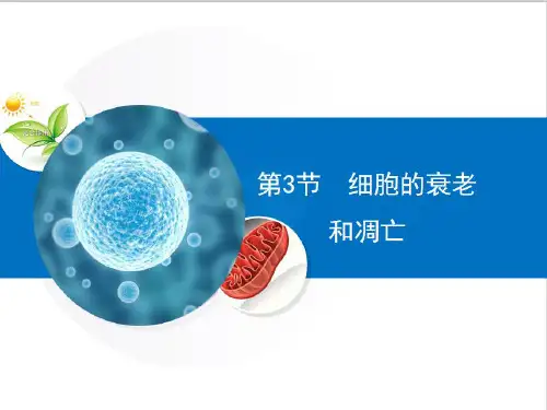 6.3细胞的衰老和凋亡(18张PPT)