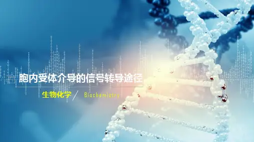 细胞信号转导—细胞信号转导途径(生物化学课件)