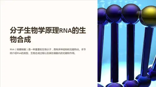 分子生物学原理rna的生物合成